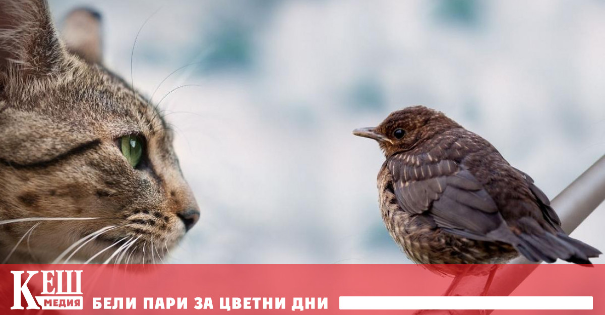 Наредбата има за цел да помогне за спасяването на качулатата