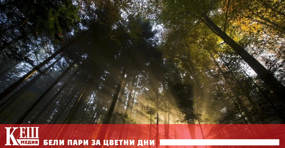 Едно от експерименталните насаждения е в Мутрукс малка община в