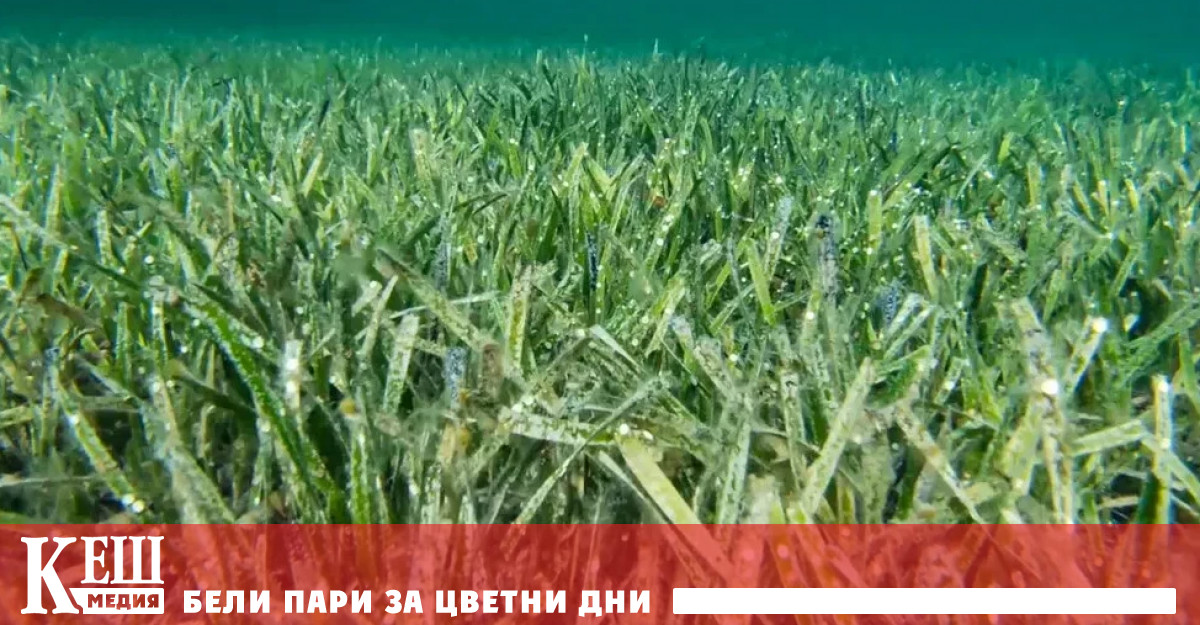 Според изследването публикувано в списанието Proceedings of the Royal Society