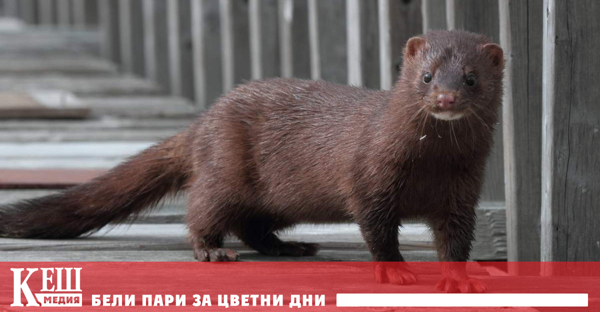 Забранява се вноса и развъждането на вида американска норка визон
