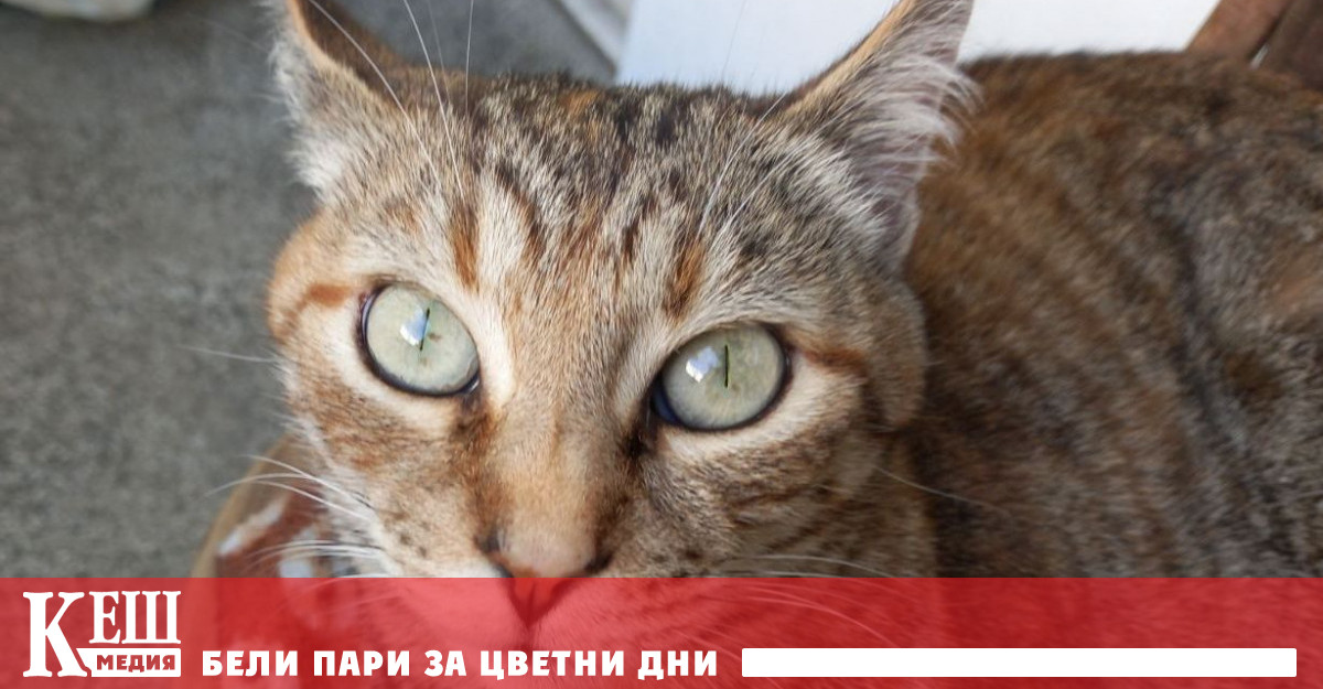 Това съобщава Асошиейтед прес Отбелязва се още че му е