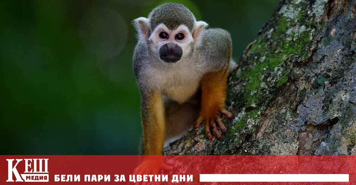 Организацията смята че вирусът вероятно се разпространява незабелязано Откакто първият случай