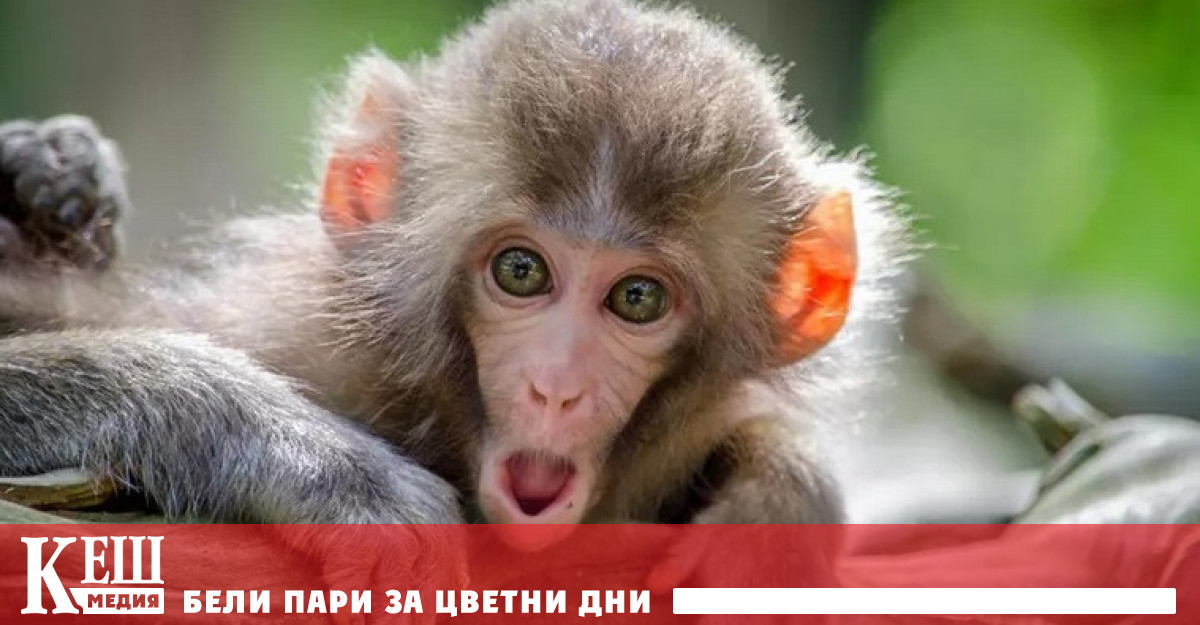 Световната здравна организация СЗО публикува седмичната си информация за заболеваемостта