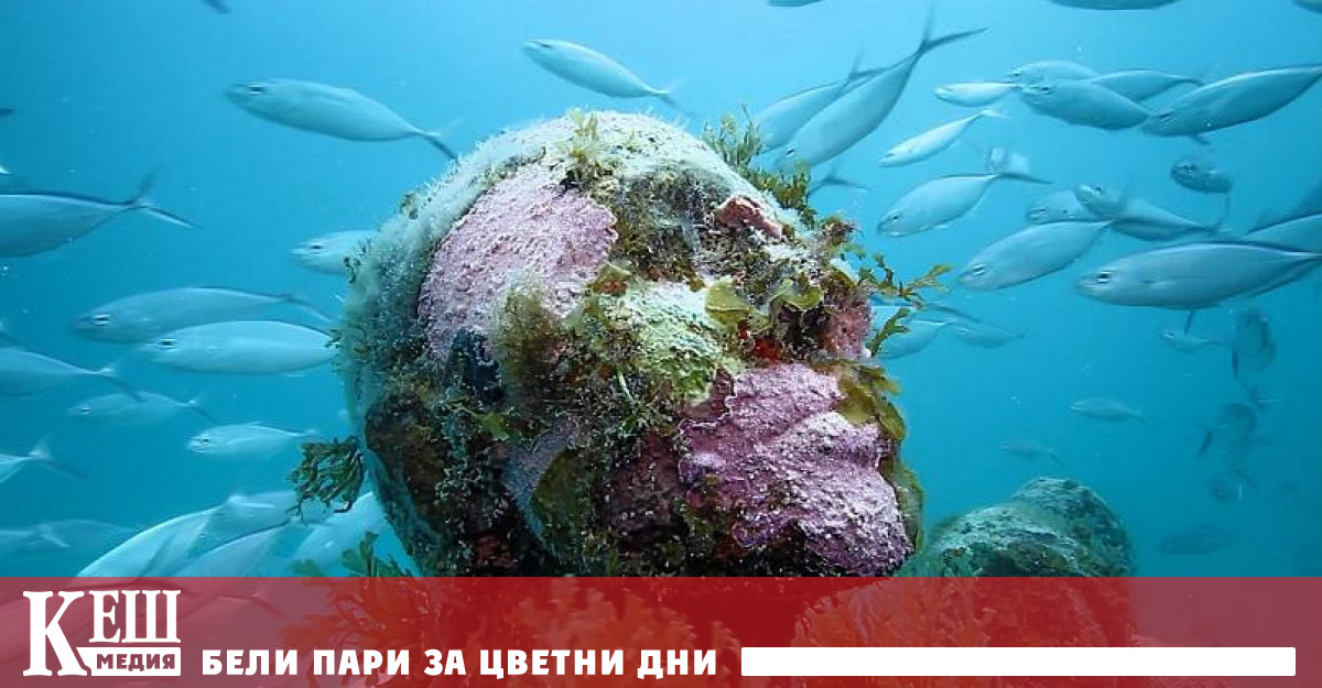 Стихията унищожава огромни площи коралови рифове и отключва нова посока