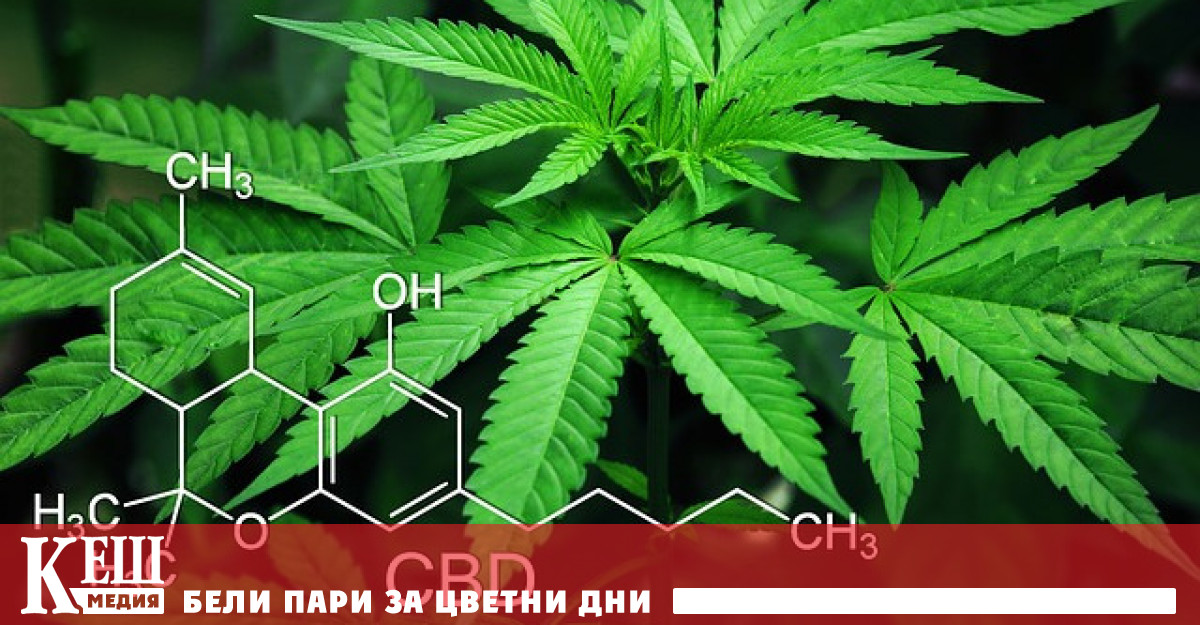 Тайланд стана първата азиатска страна която легализира канабиса Въпреки това