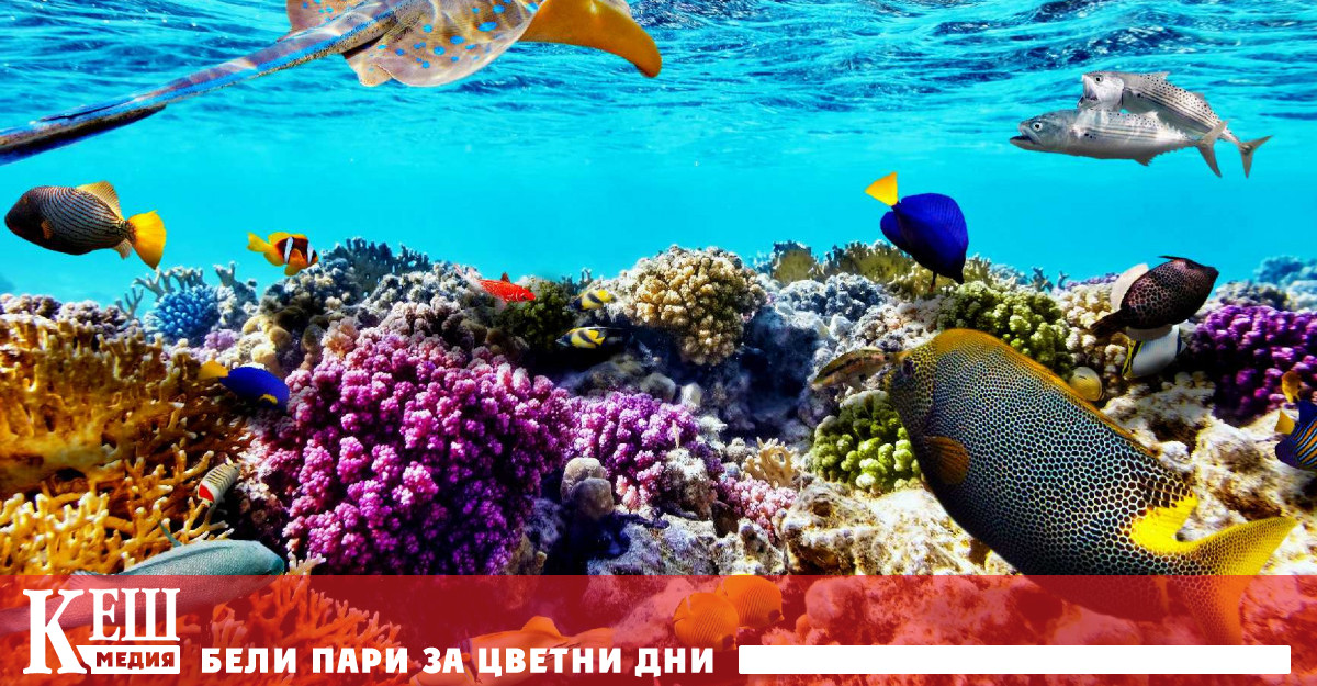 Плитководните корали съставени от безброй различни организми по същество са