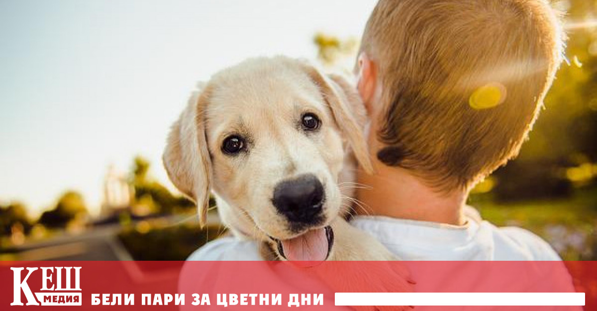 Изследване на австралийски учени показа че кучетата регулират поведението си