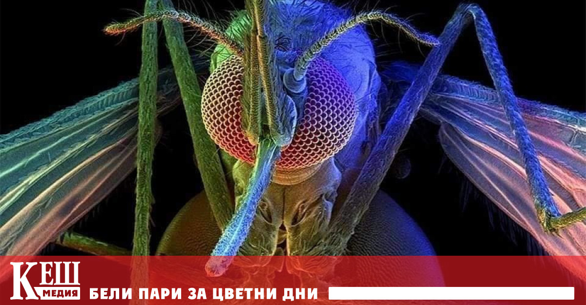 Учени изследваха комар под електронен микроскоп при увеличение 400 000