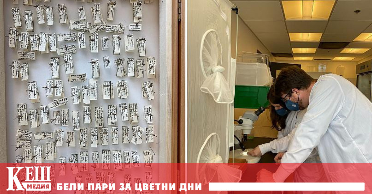 Вече е ясно че с повишаването на температурите комарите мигрират