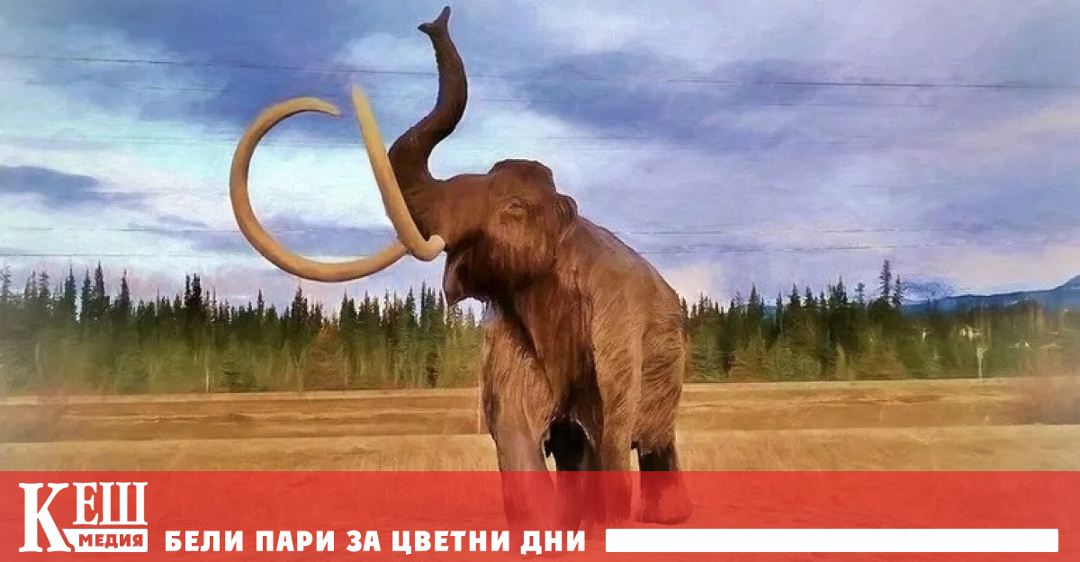 Златотърсач намери мумифицирано бебе на вълнест мамут на територията на