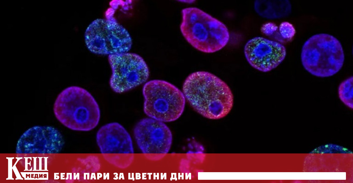 Група учени биолози от Университета Дюк се занимават с изучаване на