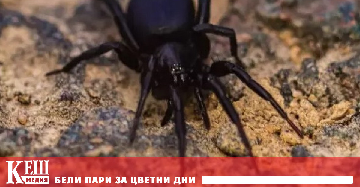 Паяците от семейство Agelenidae се считат за едни от най смъртоносните