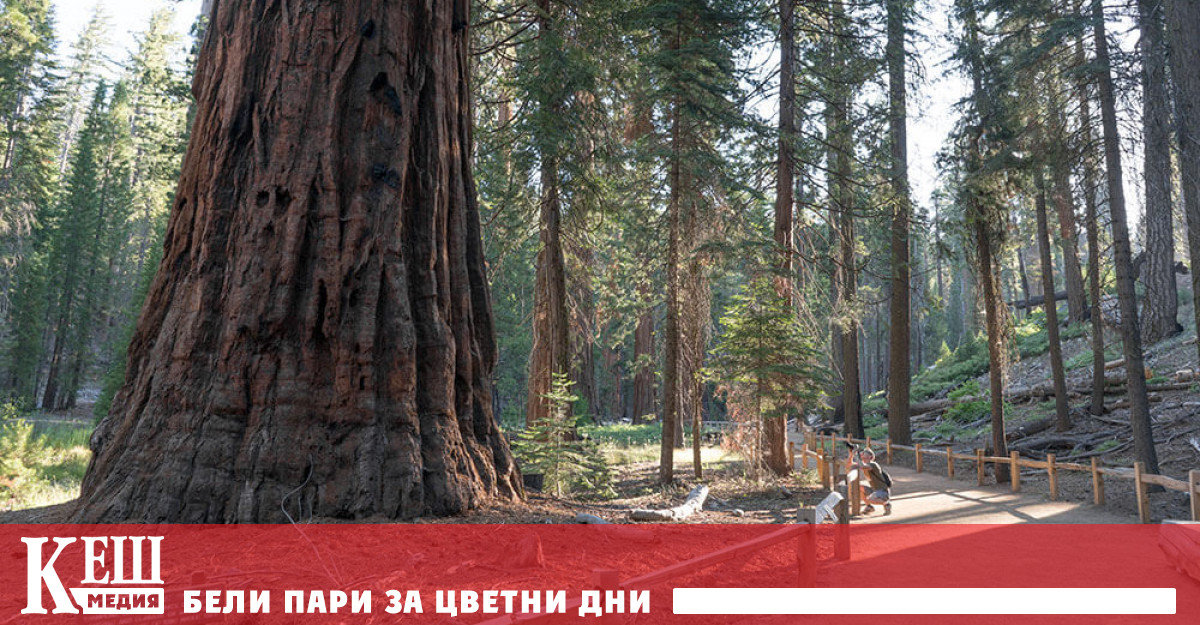 Пожарникарите работят в труден терен за да защитят секвоите Близо