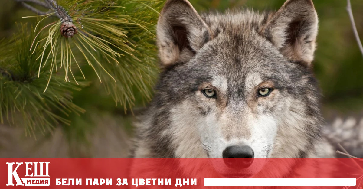 Досега вълците нападаха предимно стада овце и кози но животновъдите