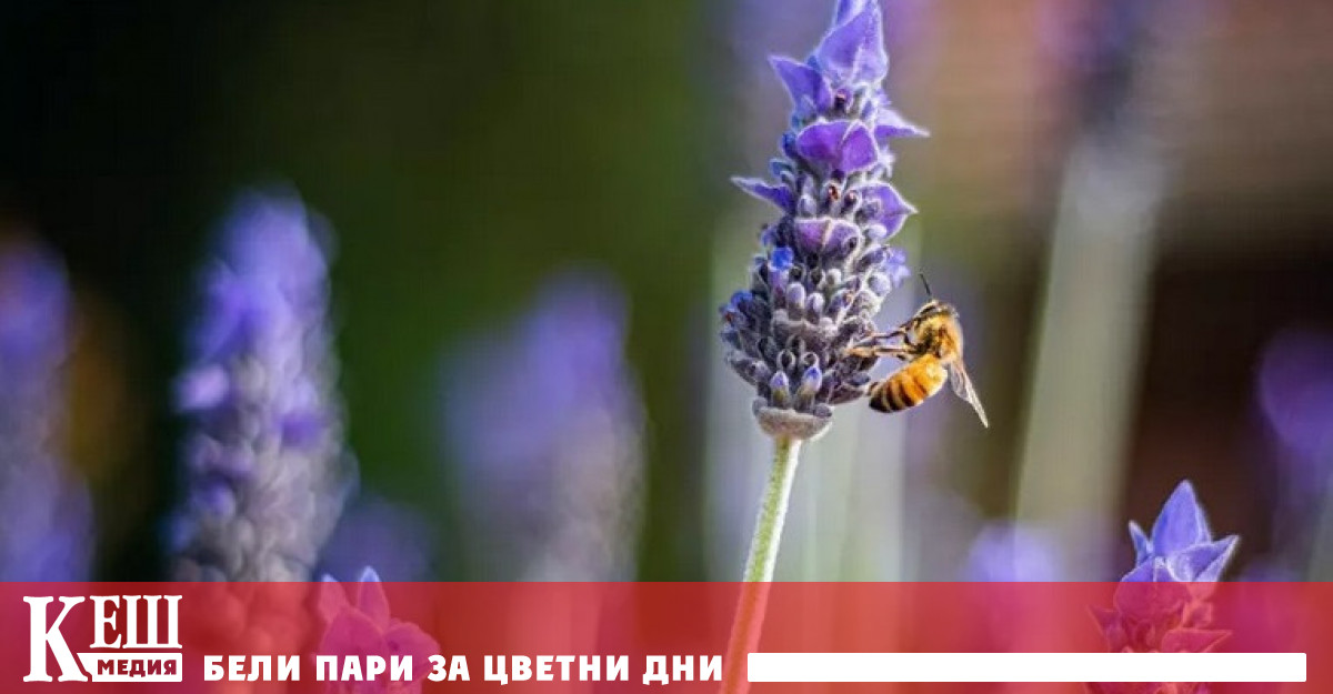 Ново изследване установи че могат да помогнат за увеличаване на