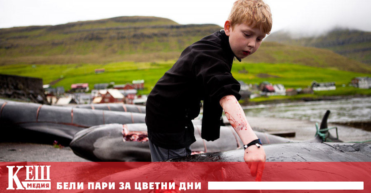 Миналата година избиването на 1428 делфина накара хорат от цял