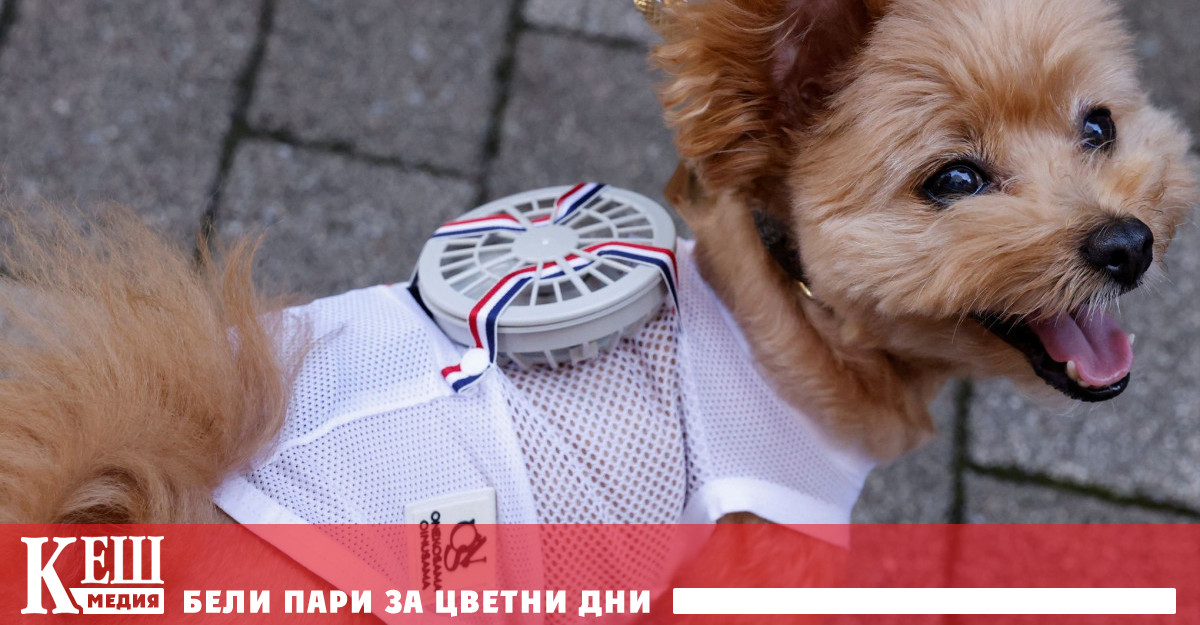 Трябва да се признае че грижата за домашните любимци е