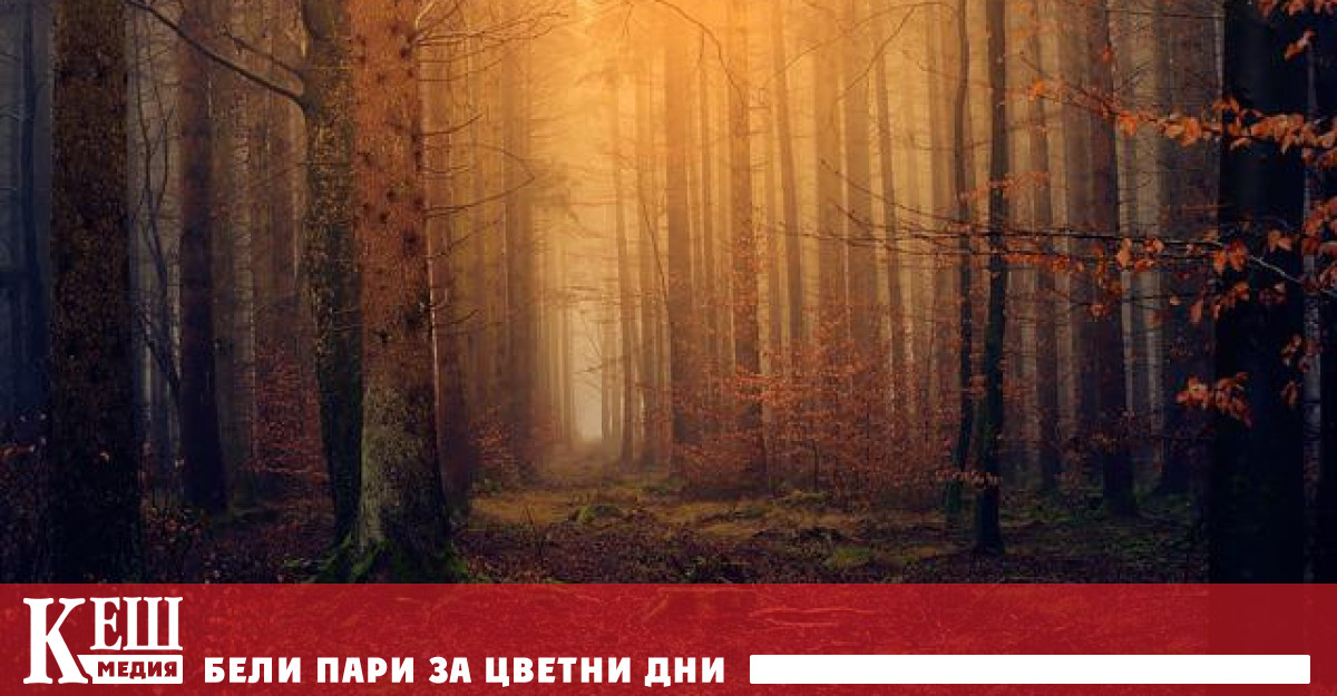 Те са проектирани за пречистване на въздуха и едно такова