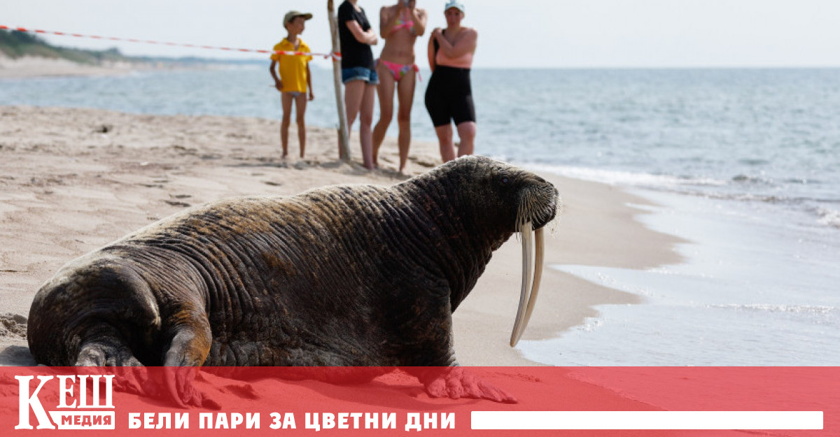 Норвежките власти заявиха, че са приспали женски морж, който от