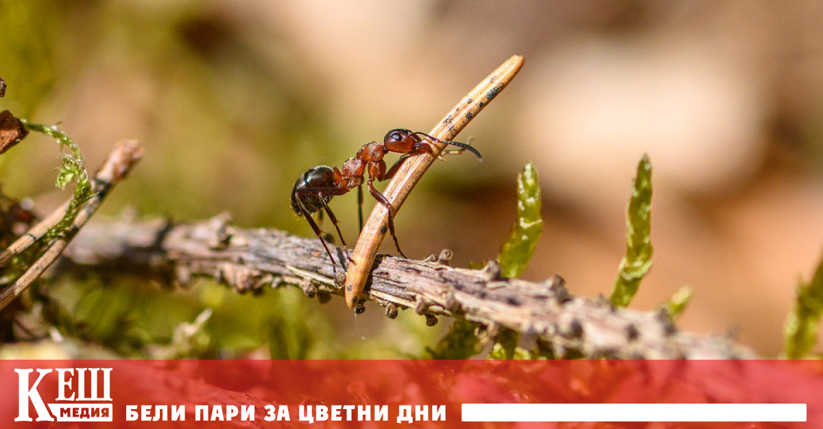 Ако сте си правили пикник през лятото вероятно смятате мравките