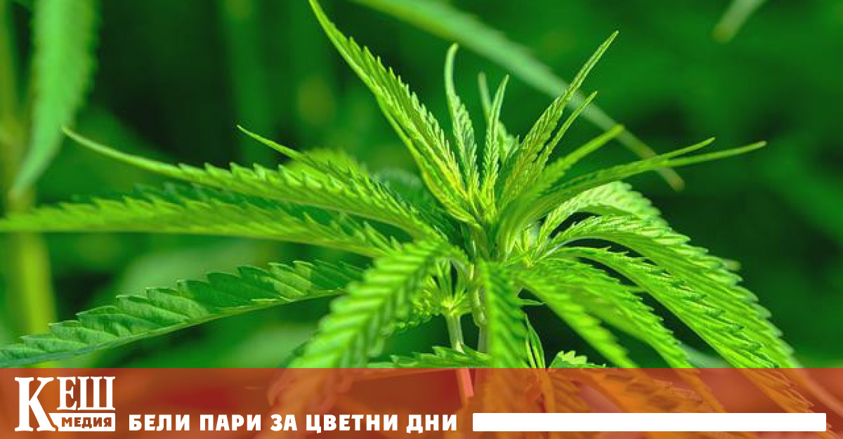 370 пълнолетни които вече са използвали канабис на черния пазар