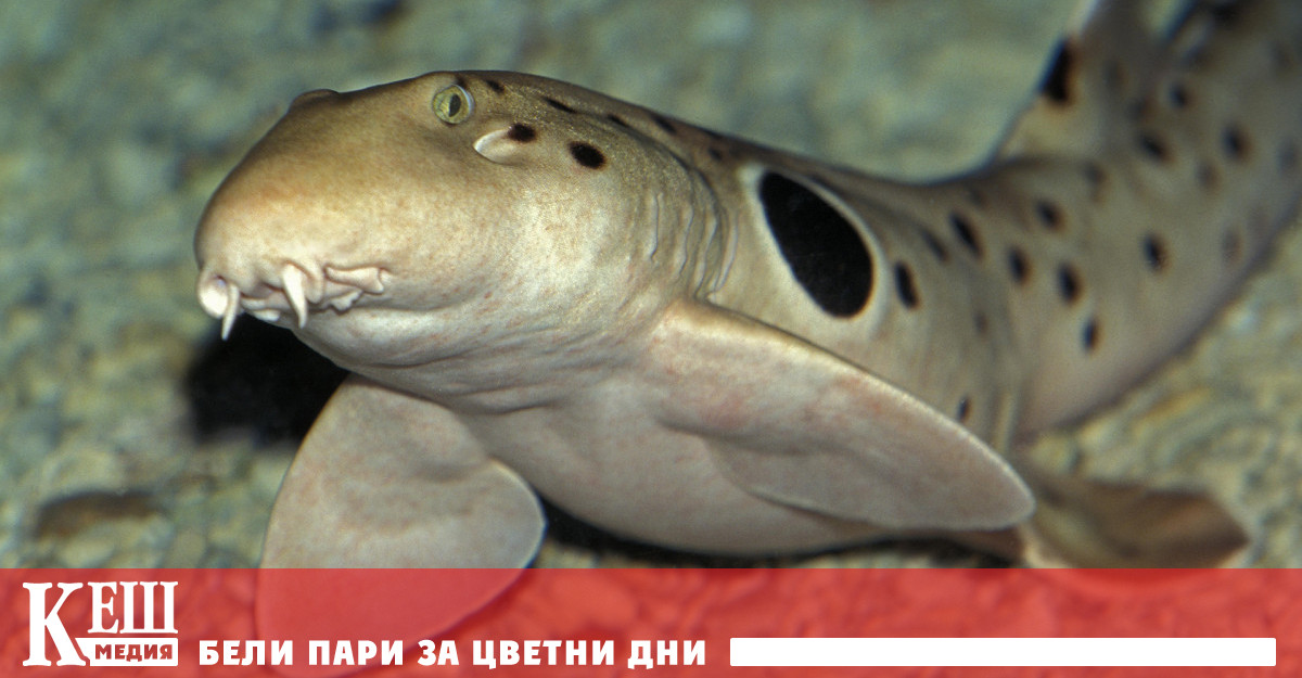 Младите представители на вида Epaulette могат да влизат и излизат