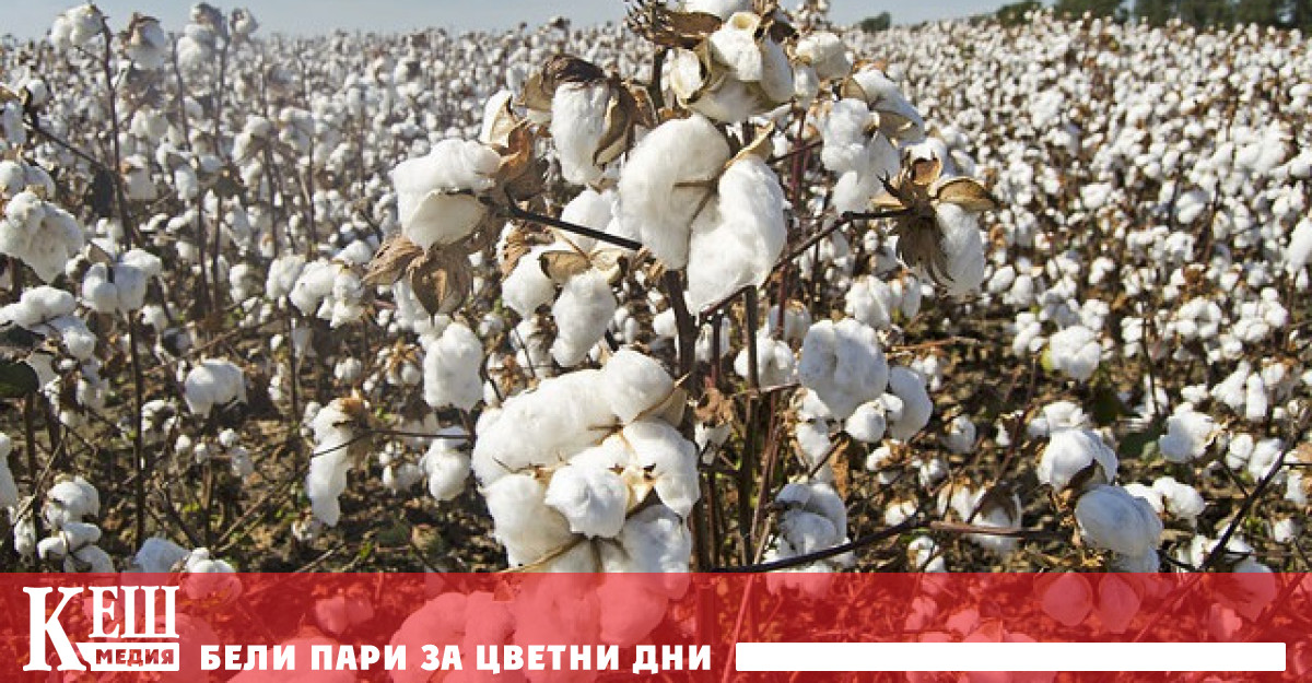 Според агенцията световните цени на памука са скочили с 30