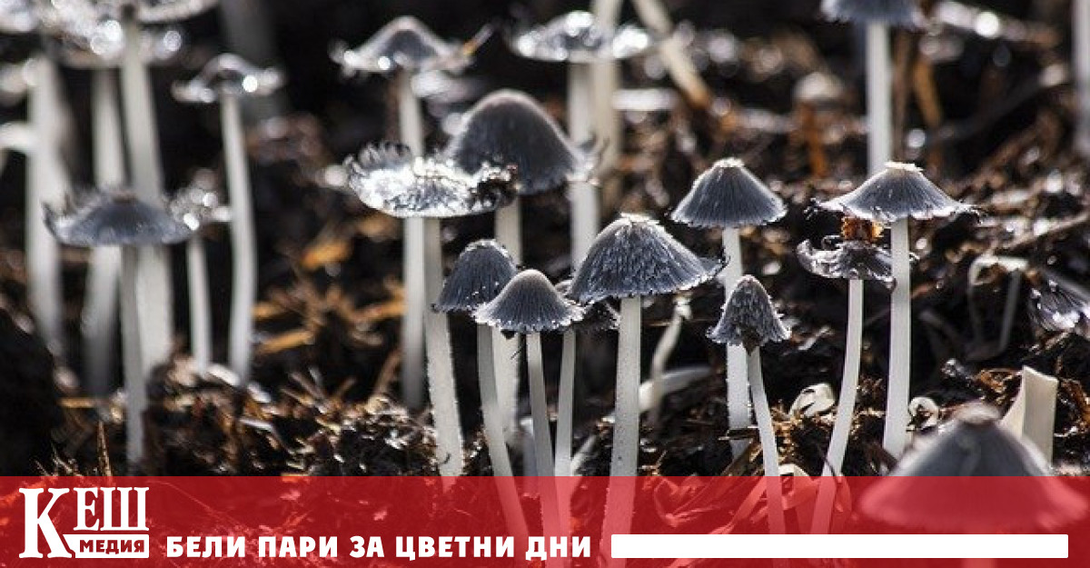 Духовният туризъм се развива в Мексико от 70 те години на