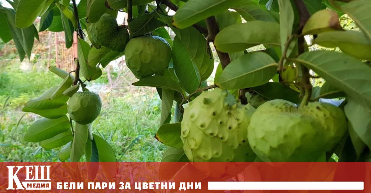 В Калабрия край бреговете на Сицилия младите фермери вече изоставят