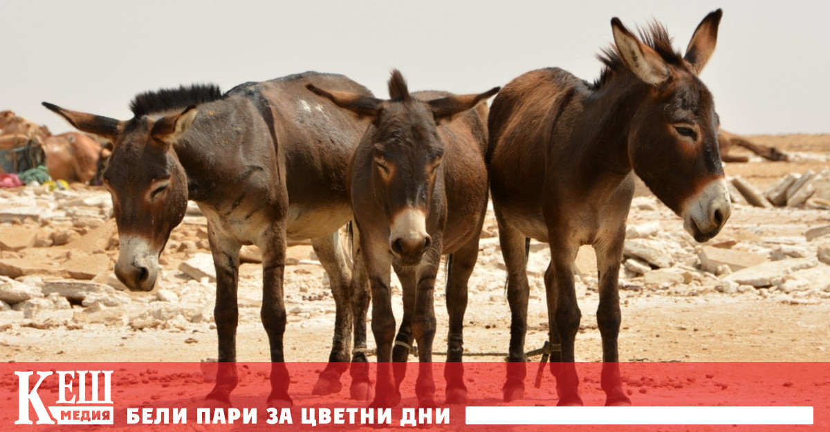 Чувалите са съдържали генитали на животните подготвени за незаконен износ