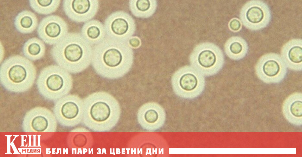 Учени от Университета по здравеопазване в щата Юта откриха че