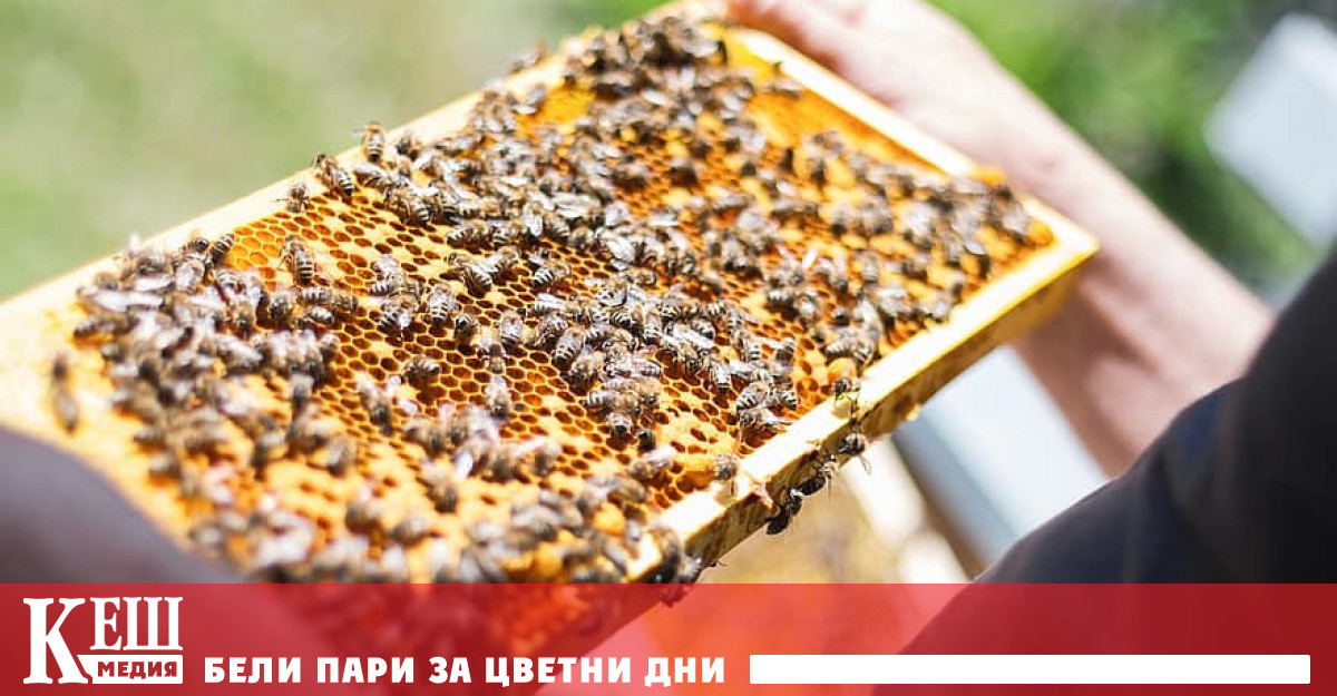 На 24 септември над 500 доброволци от TELUS International Bulgaria