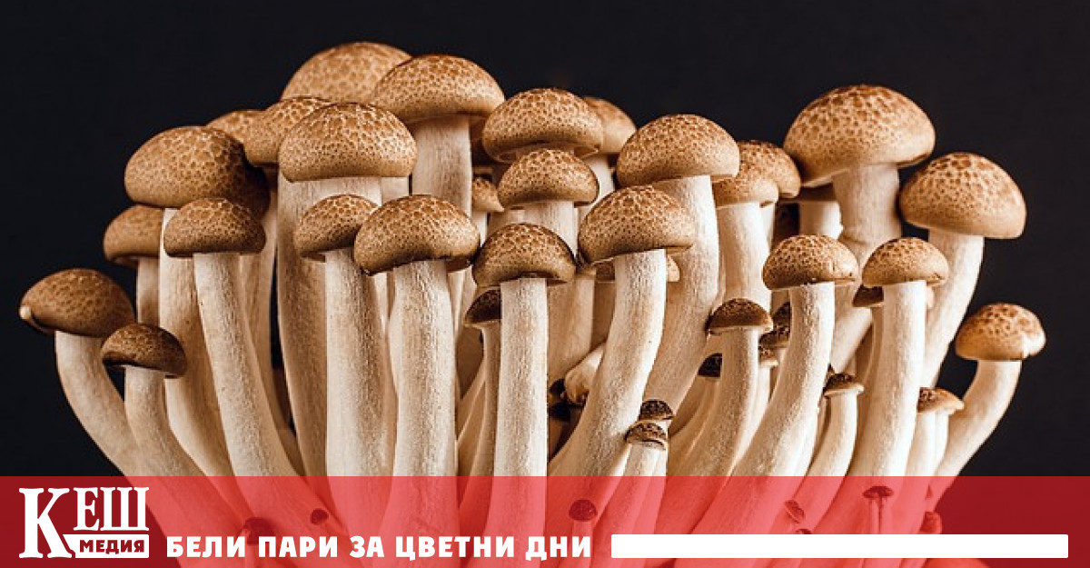 Това съобщава NV Първият екип ръководен от Лиан Нарунски Хазиз от