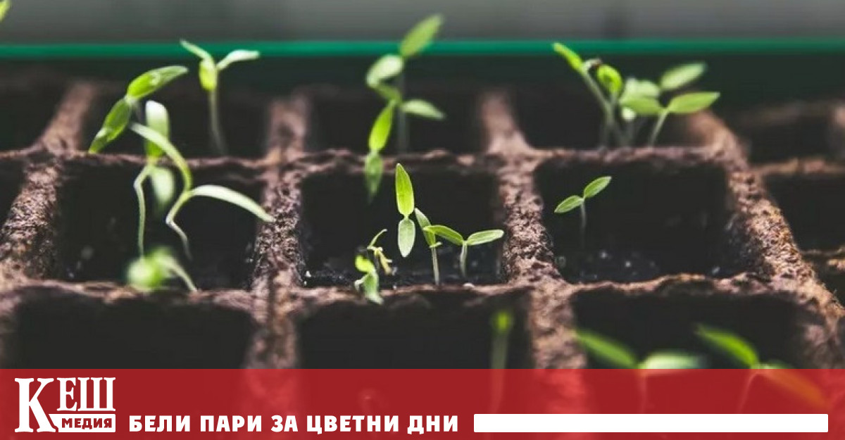 Държавният университет в щата Северна Каролина н САЩ работи върху