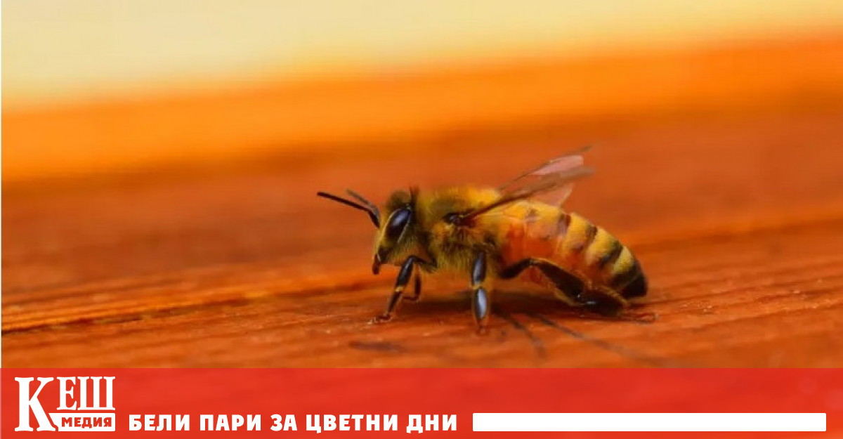 Екип от ентомолози представи ново изследване демонстриращо как насекоми си