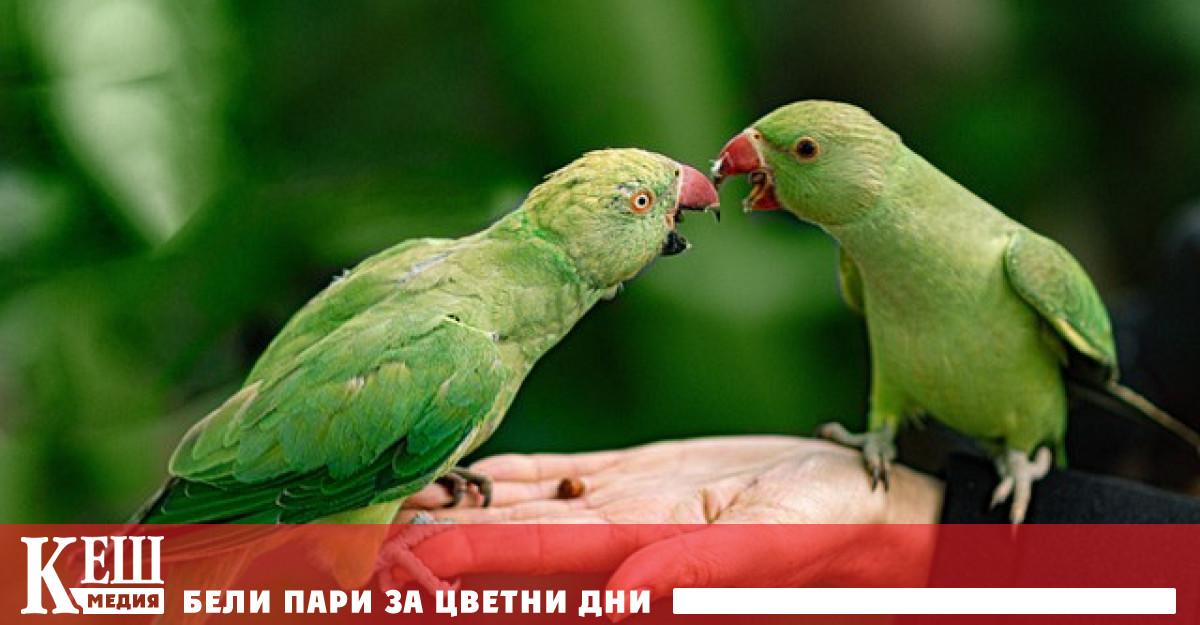 Това се дължи на разпространението на така наречения птичи грип