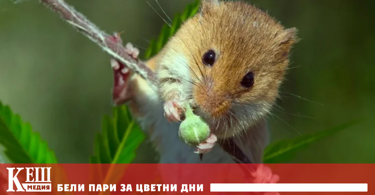 Явлението придобива епидемични размери и вече е обект на разследване