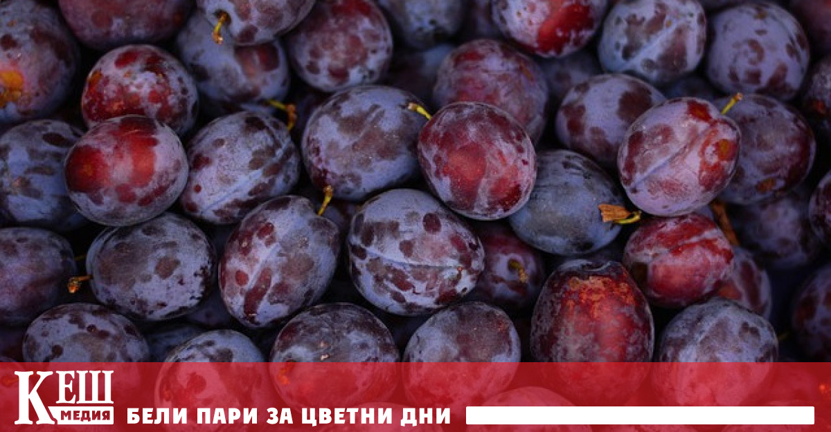 В документите на организацията се казва че Белград е поискал