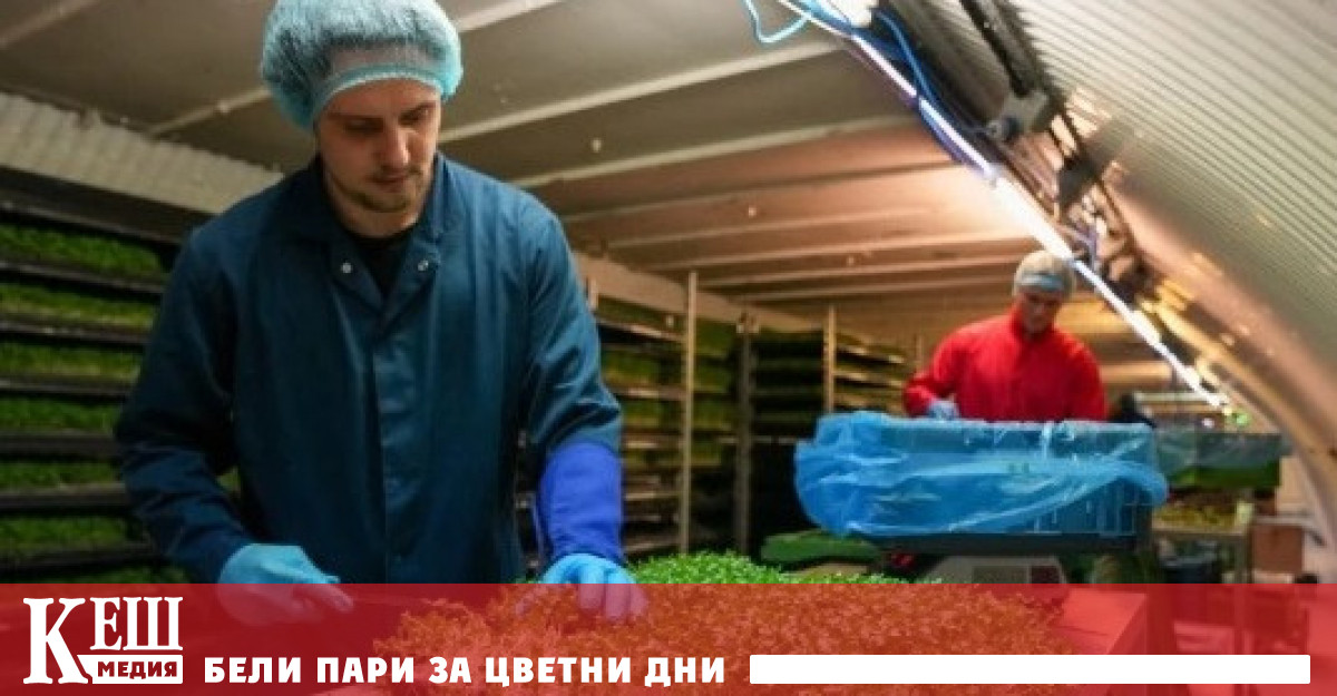 Компанията Zero Carbon Farms отглежда зеленчуци и подправки в Клапъм