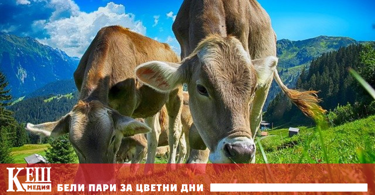 Нидерландското правителство възнамерява да изкупи и затвори до 3000 ферми