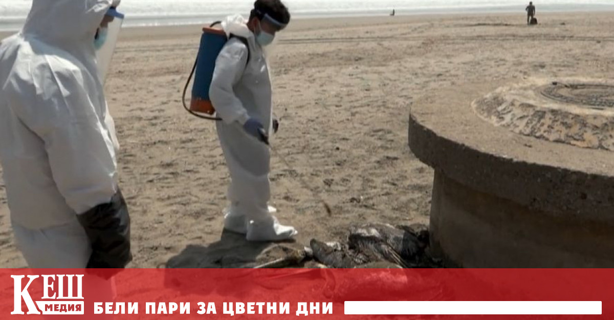 В Перу 14 000 пеликани и други морски птици са