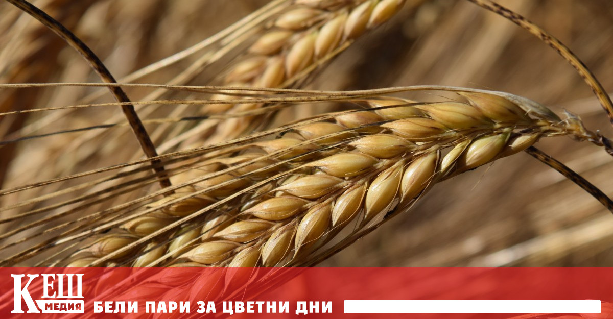 Индексът на зърното на ФАО Организация по прехрана и земеделие