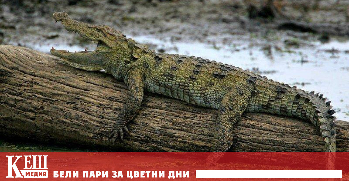 Планът е хилядата гигантските влечуги да се преместят на близо