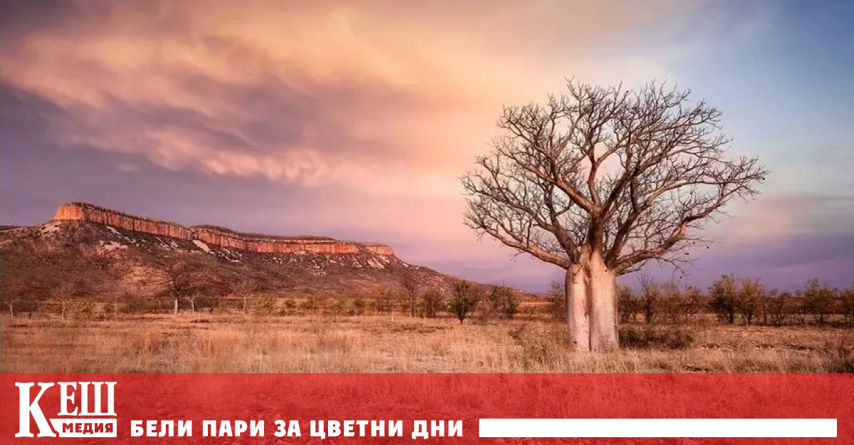 Австралия е единствената страна в света която заема цял континент