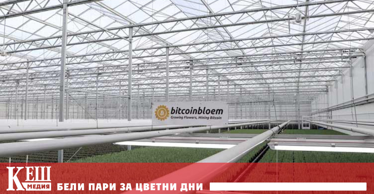 Производството на лалета в Нидерландия е традиционен бизнес с над