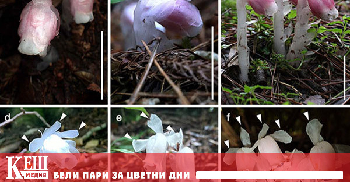 Досега се смяташе че в света съществува само един вид