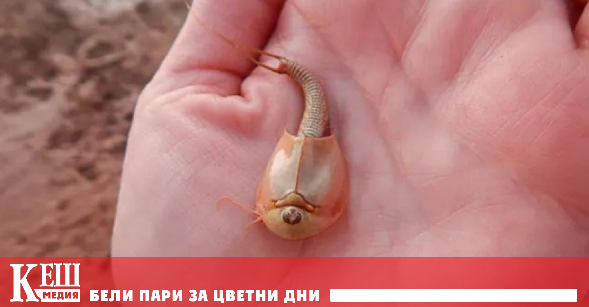 Яйцата им могат да лежат в почвата в латентно състояние