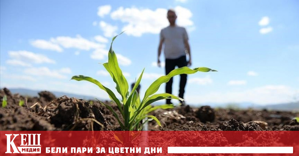 Щатът Ню Йорк прие законопроект позволяващ компостирането на човешки тела