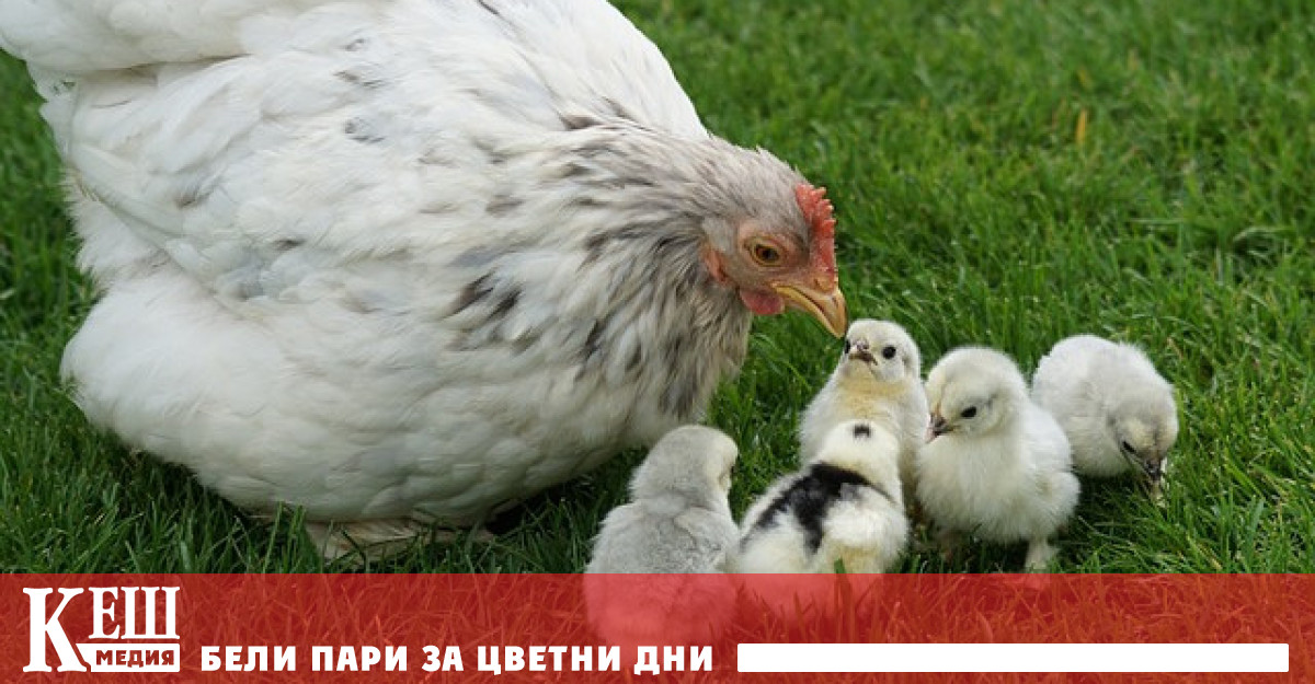 Заедно с тях ще бъдат унищожени и 2 5 милиона яйца В