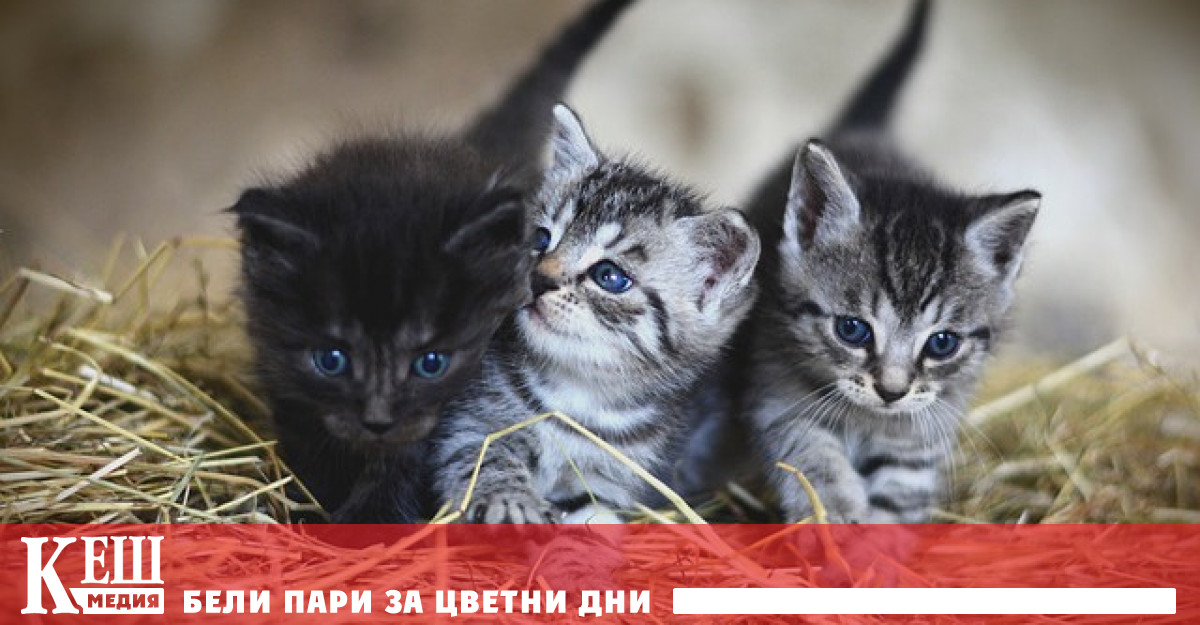 Само четири компании в света се занимават с комерсиално клониране